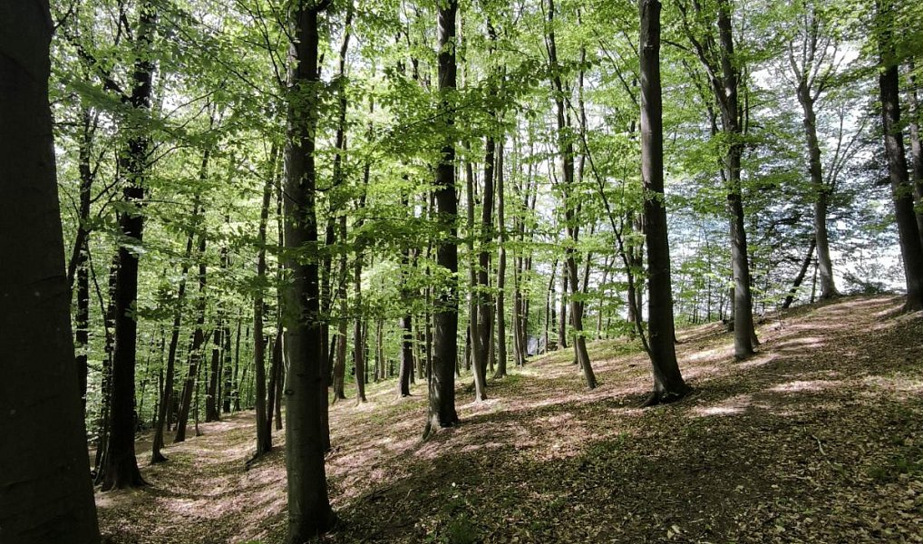 Prodej lesa 3 236 m², Lhotsko – náhled fotky 2