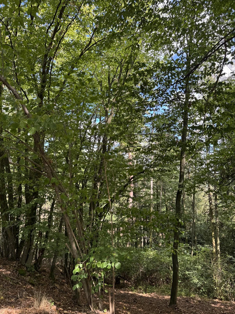 Prodej lesa 10 739 m² – fotografie 4