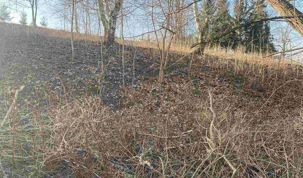 Prodej zahrady 2 062 m², Horní Stropnice – náhled fotky 6