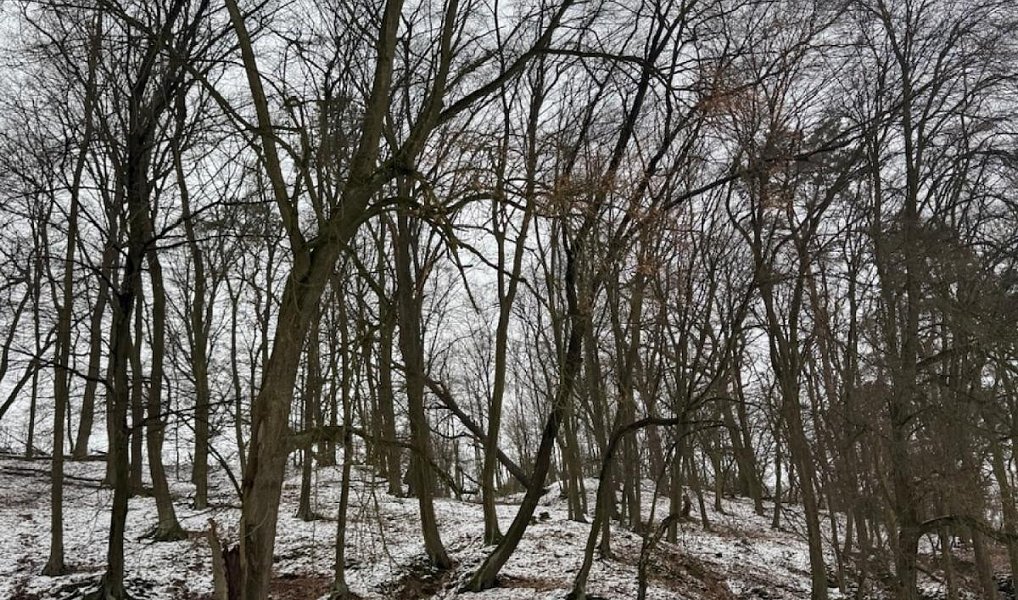 Prodej lesa 5 445 m², Dolní Zimoř – náhled fotky 3
