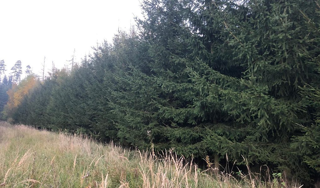 Prodej lesa 15 237 m², Stařeč – náhled fotky 2