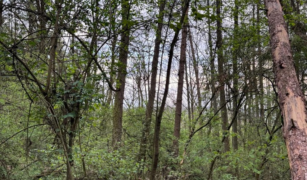 Prodej lesa 4 298 m², Přeštěnice – náhled fotky 3