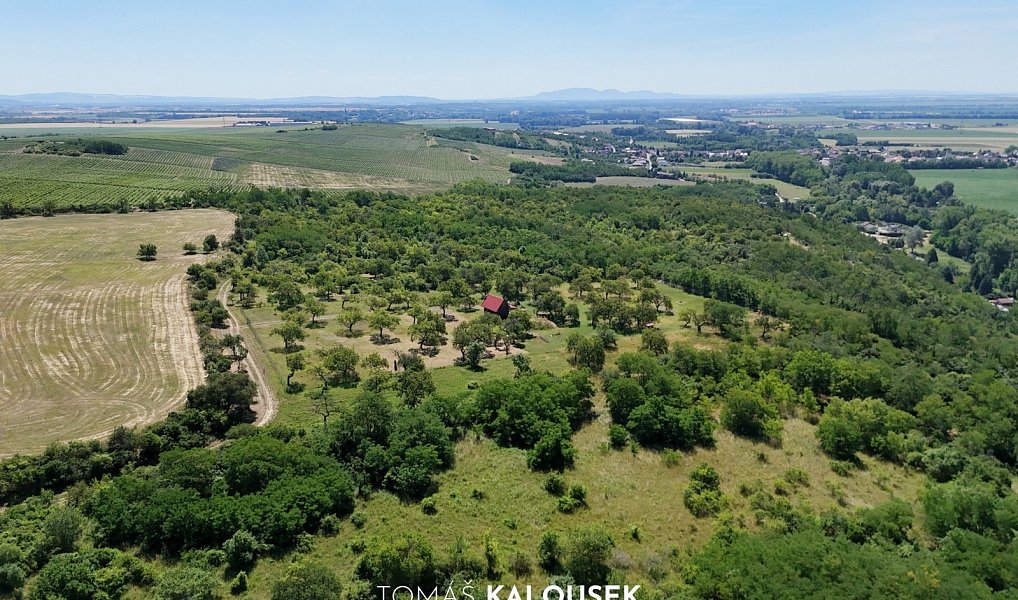 Prodej zahrady 4 478 m², Dolní Kounice – náhled fotky 11