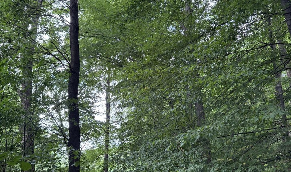 Prodej lesa 7 118 m², Nýřany – náhled fotky 4
