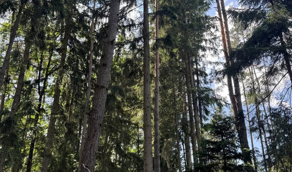 Prodej lesa 12 979 m², Druztová – náhled fotky 9