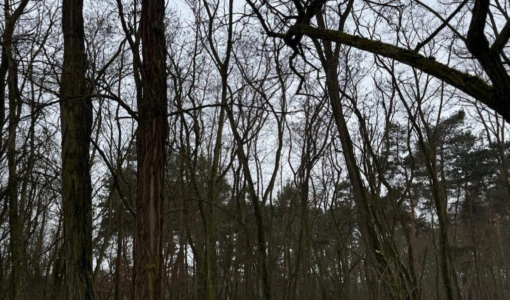 Prodej lesa 2 638 m², Černěves – náhled fotky 13