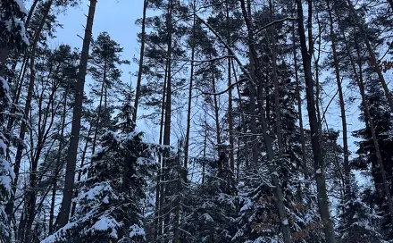 Prodej lesa 59 634 m², Dobšín - Filipov