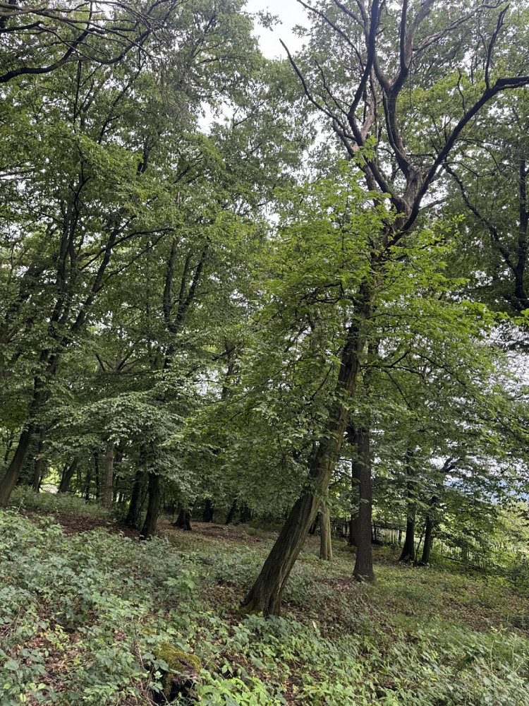Prodej lesa 2 704 m²