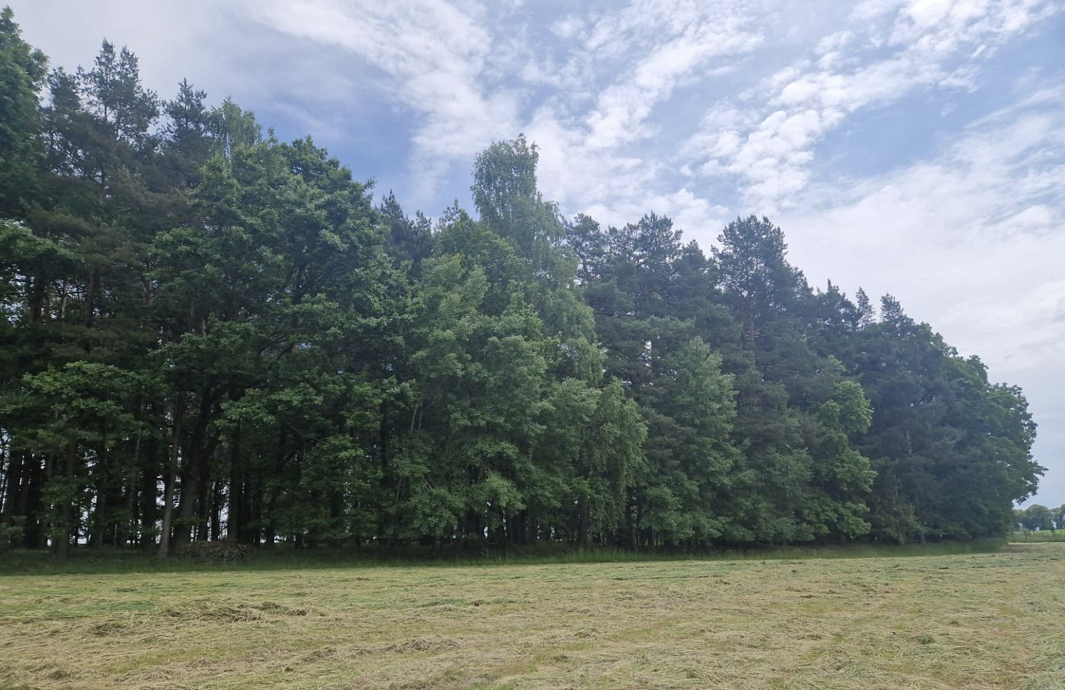 Prodej lesa 4 924 m² – fotografie 5