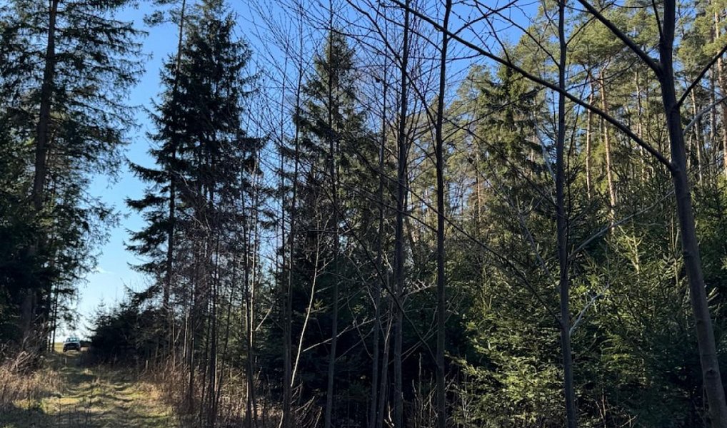 Prodej lesa 6 708 m², Zvěrotice – náhled fotky 9