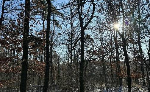 Prodej lesa 1 646 m², Sedlec, okres Třebíč