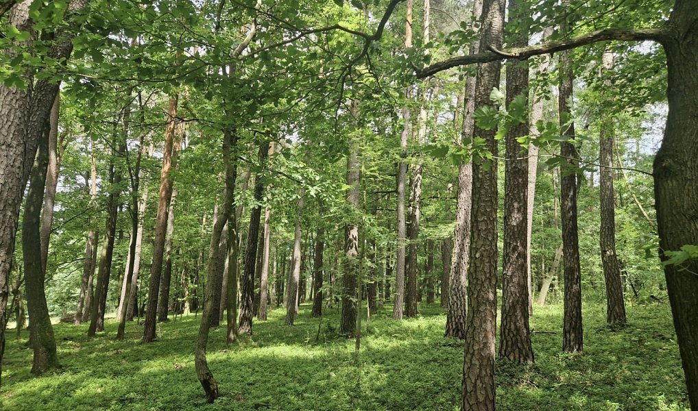 Prodej lesa 4 924 m², Paceřice – náhled fotky 8