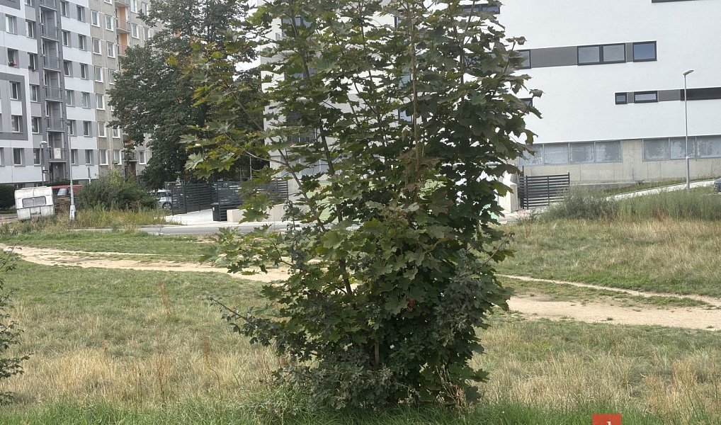 Pronájem komerčního pozemku 1 698 m², Hradec Králové – náhled fotky 2
