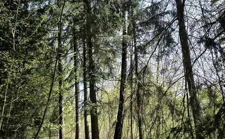 Prodej lesa 2 671 m², Benešov u Semil - Dražeň