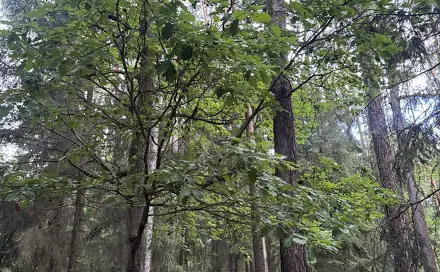 Prodej lesa 9 837 m², Dobříč - Čivice, okres Plzeň-sever