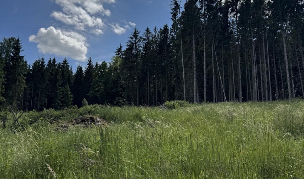 Prodej lesa 1 401 m², Nýřany – náhled fotky 3