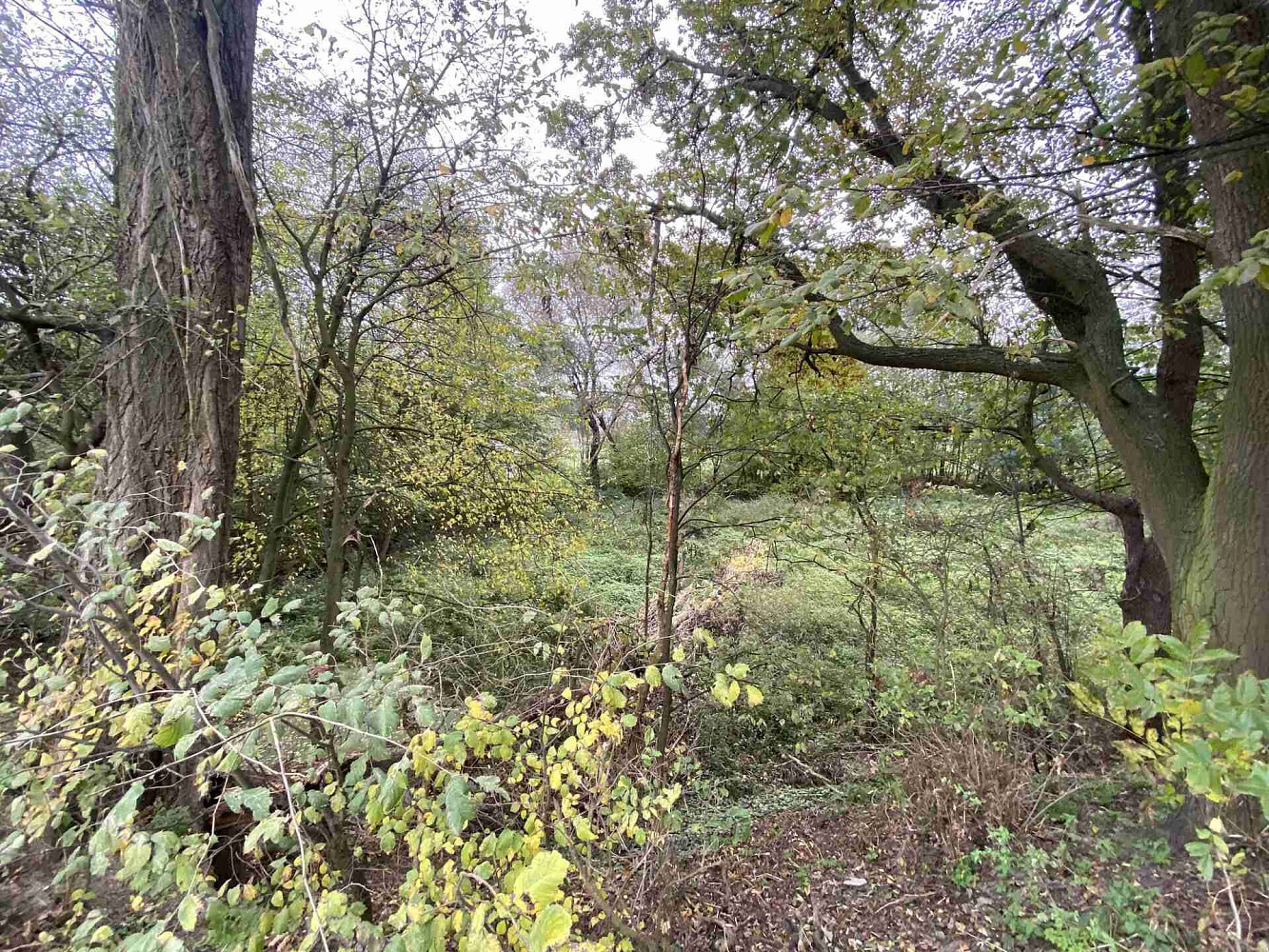 Prodej pozemku 1 049 m² – fotografie 4