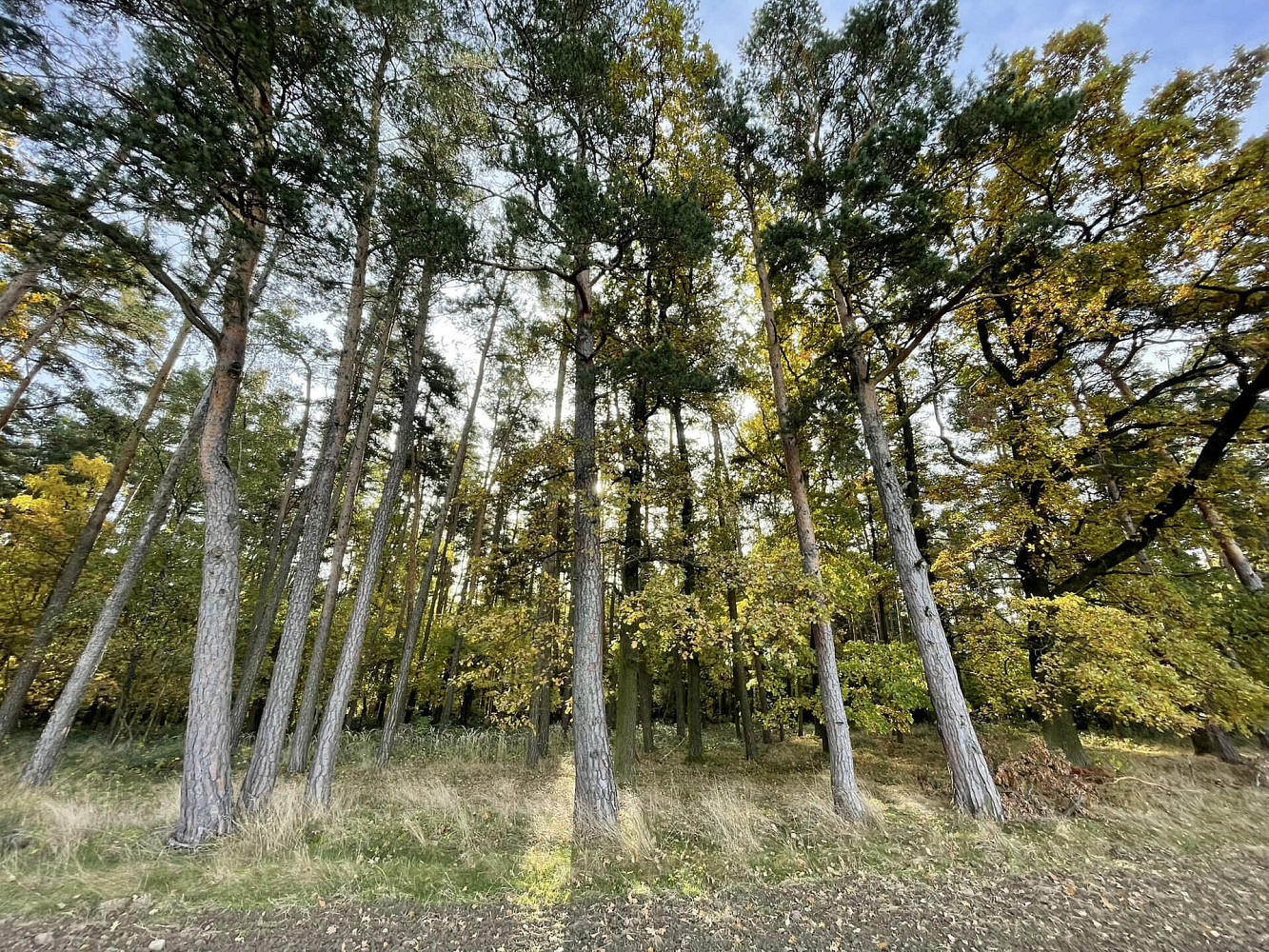 Prodej lesa 21 899 m² – fotografie 4
