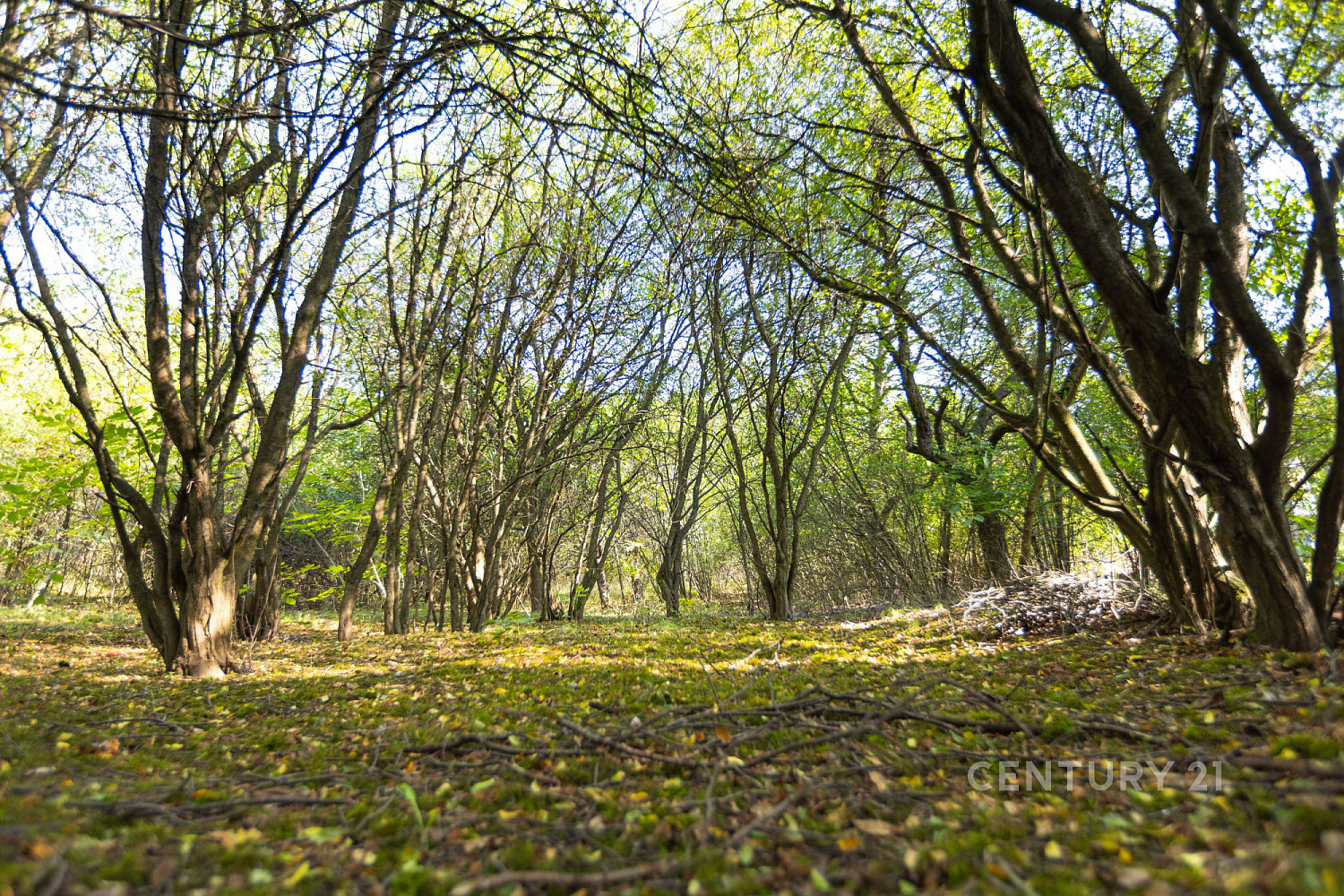 Prodej stavebního pozemku 4 736 m² – fotografie 5
