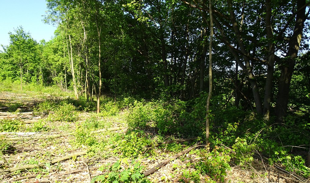 Pronájem pozemku 1 000 m², Valy – náhled fotky 3