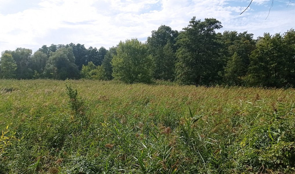 Prodej pozemku 6 724 m², Brod nad Dyjí – náhled fotky 3
