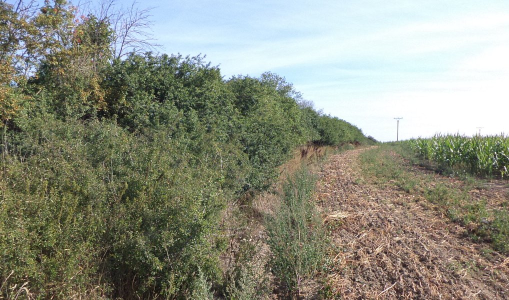 Prodej pole 6 167 m², Žihle – náhled fotky 4