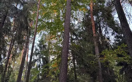 Prodej lesa 3 922 m², Velká Polom - Marefy