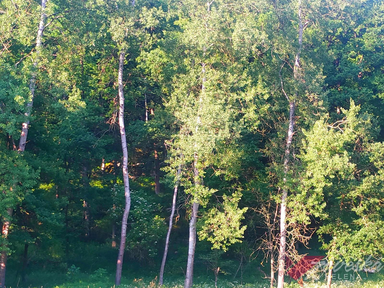 Fotka 23 z 24
