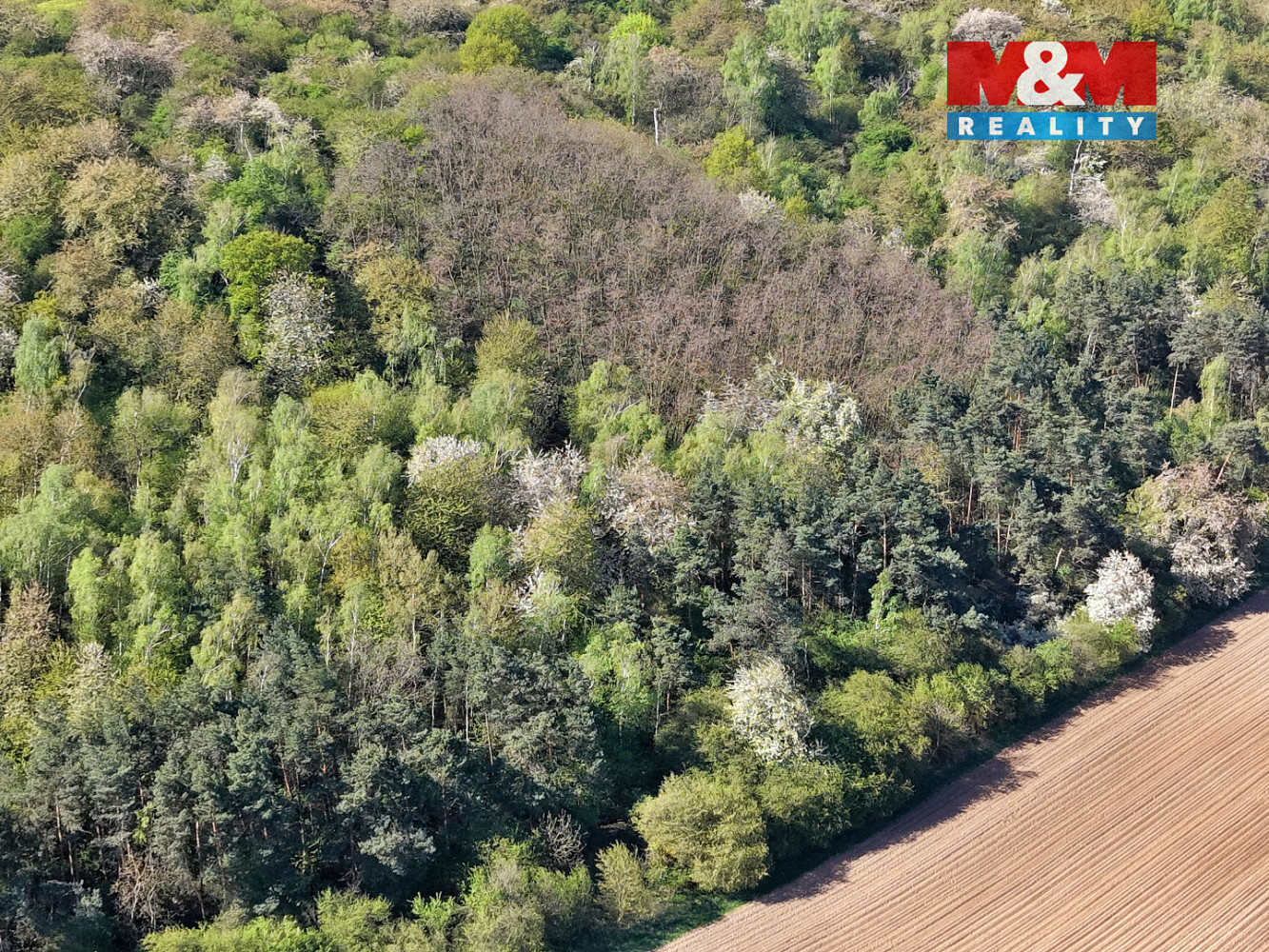 Prodej lesa 5 857 m² – fotografie 4