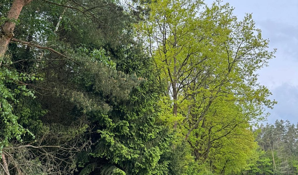 Prodej lesa 2 912 m², Třebechovice pod Orebem – náhled fotky 2