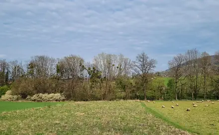 Pronájem pole 850 m², Novojičínská, Štramberk, okres Nový Jičín