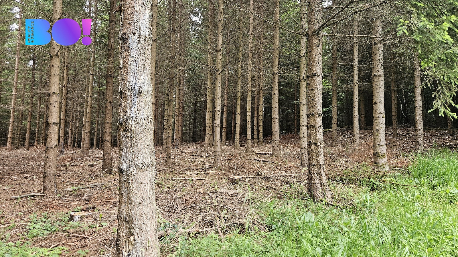 Prodej lesa 6 240 m² – fotografie 2