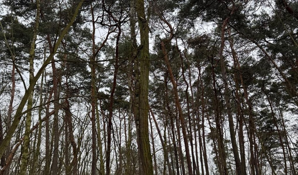 Prodej lesa 892 m², Chodouny – náhled fotky 16