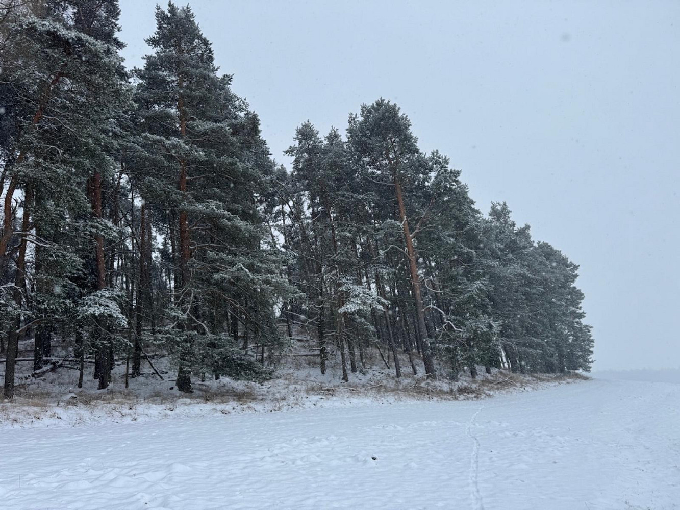 Prodej lesa 2 590 m², Svéradice