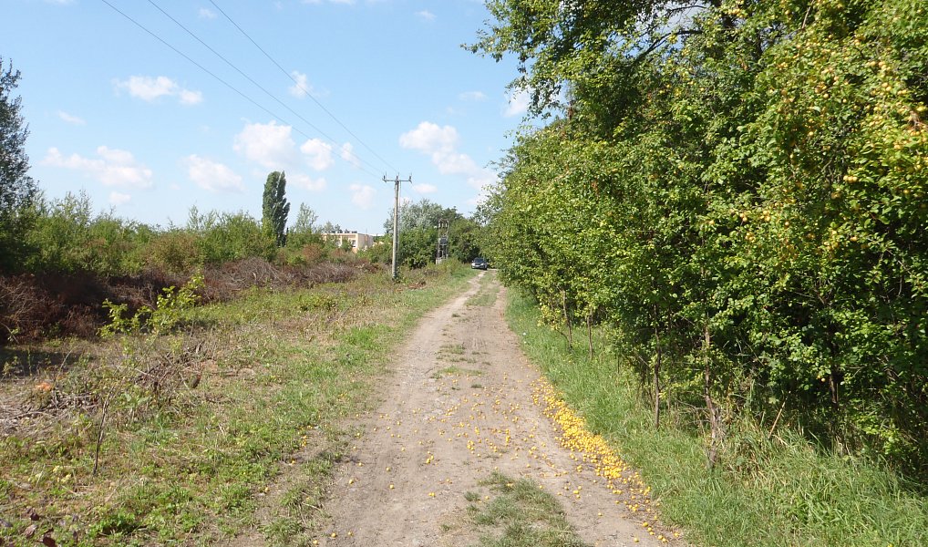 Prodej louky 8 401 m², Kosmonosy – náhled fotky 8
