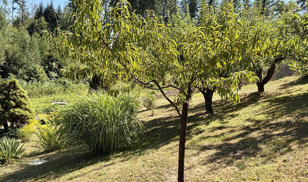 Prodej chaty/chalupy 37 m² s pozemkem 23 m², Vysoké Mýto – náhled fotky 4