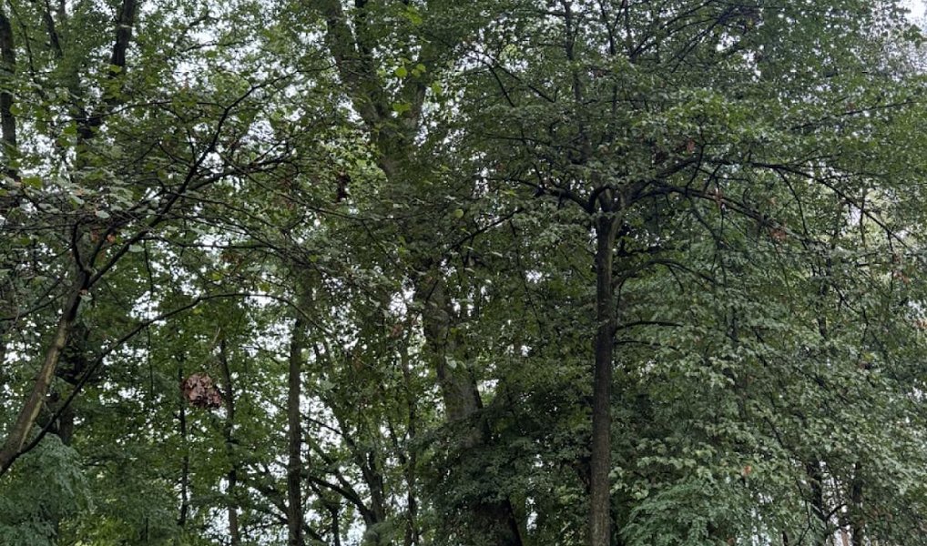 Prodej lesa 7 152 m², Lažany – náhled fotky 6