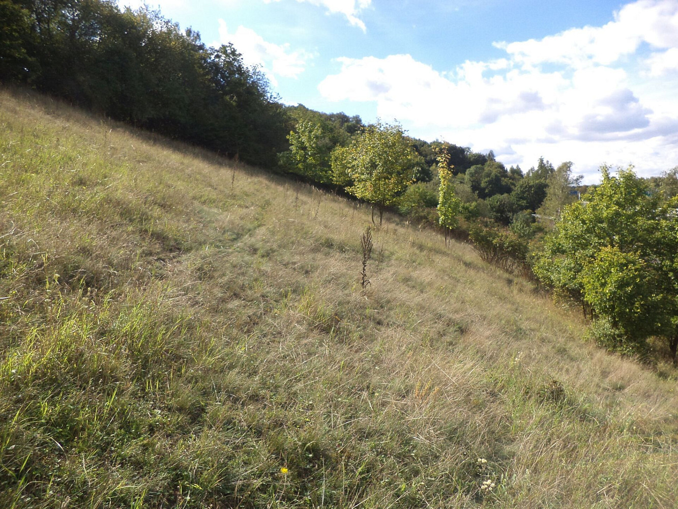 Prodej pozemku 1 711 m²