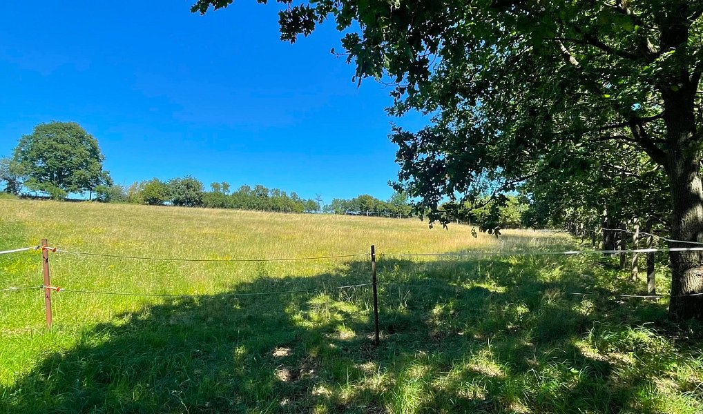 Prodej louky 6 229 m², Bojanovice – náhled fotky 4
