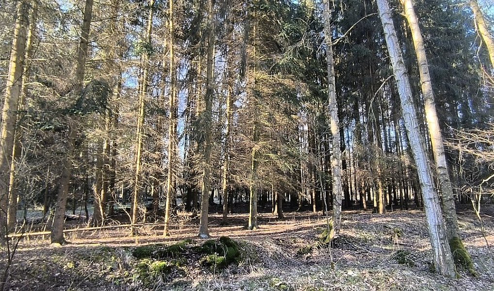 Prodej lesa 2 956 m², Františkovy Lázně – náhled fotky 4