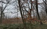Ostatní