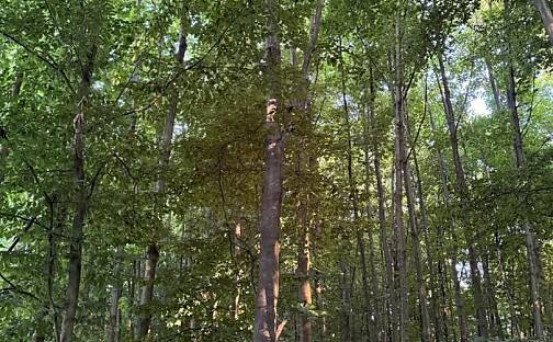 Prodej lesa 3 990 m², Vlašim, okres Benešov