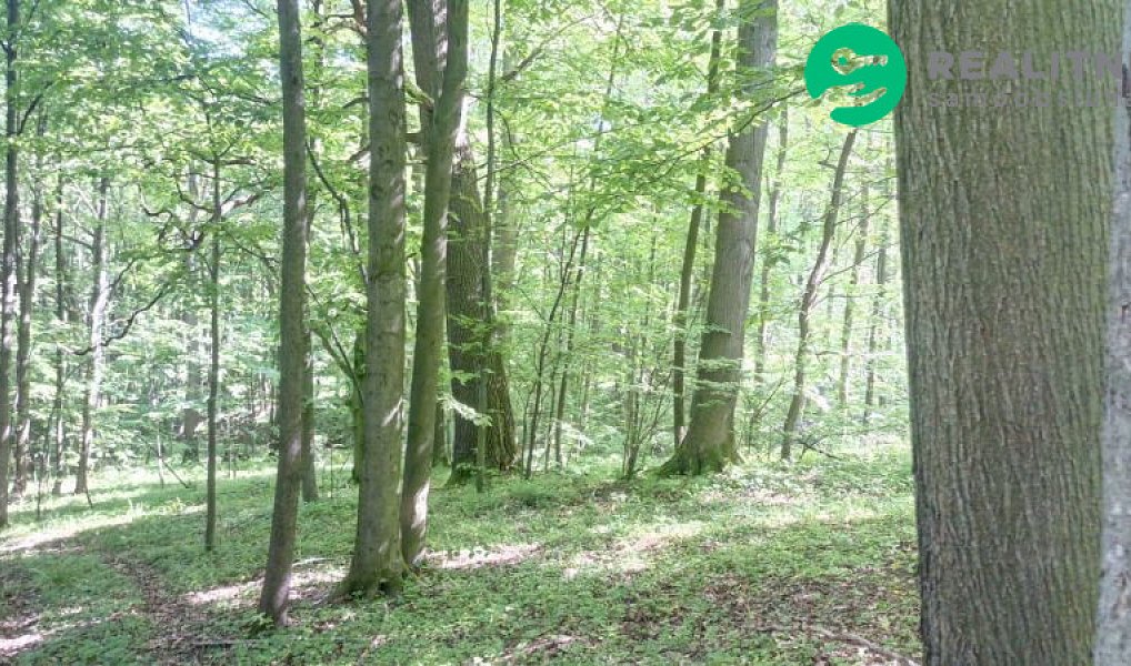Prodej lesa 15 096 m², Ženklava – náhled fotky 13