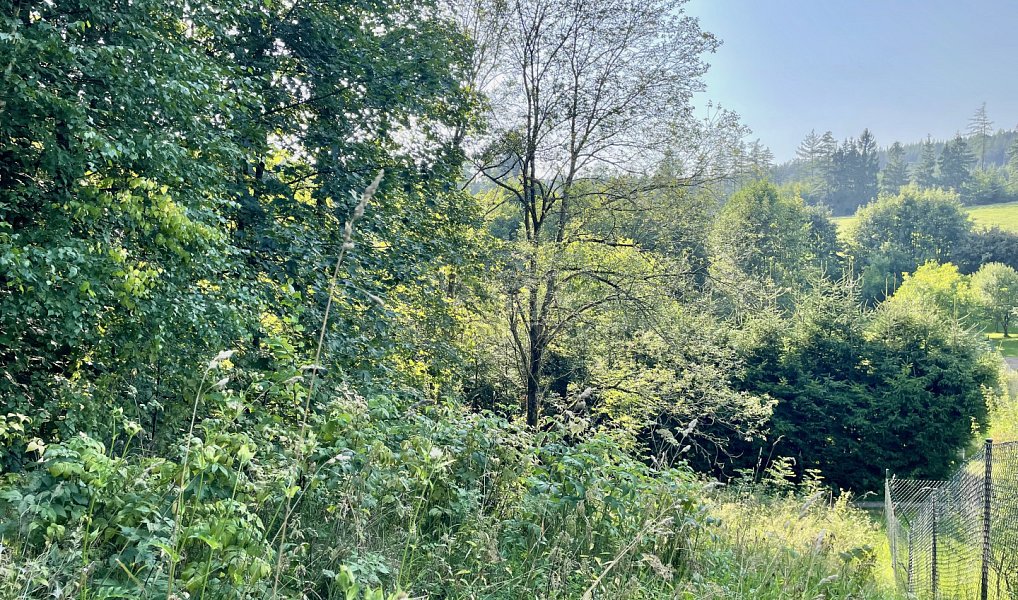Prodej zahrady 594 m², Borová – náhled fotky 6