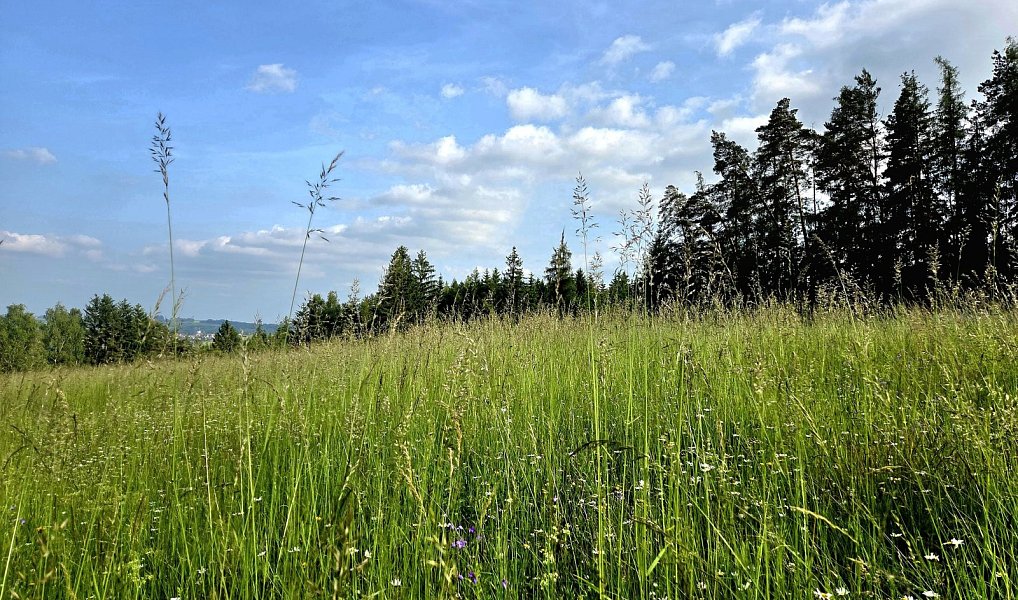 Prodej louky 10 451 m², Vlastiboř – náhled fotky 15