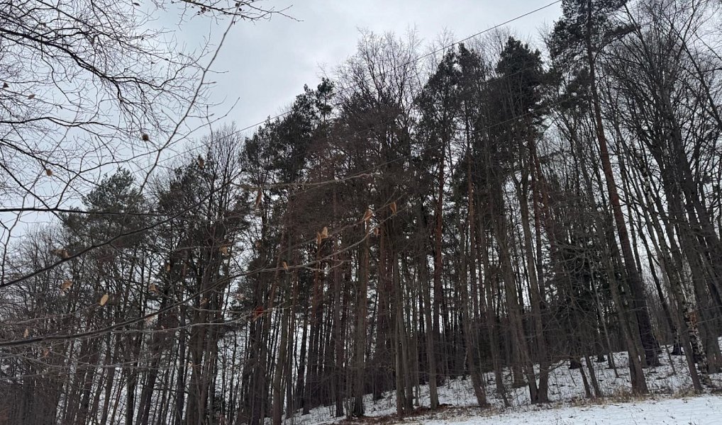 Prodej lesa 11 275 m², Malá Bystřice – náhled fotky 4