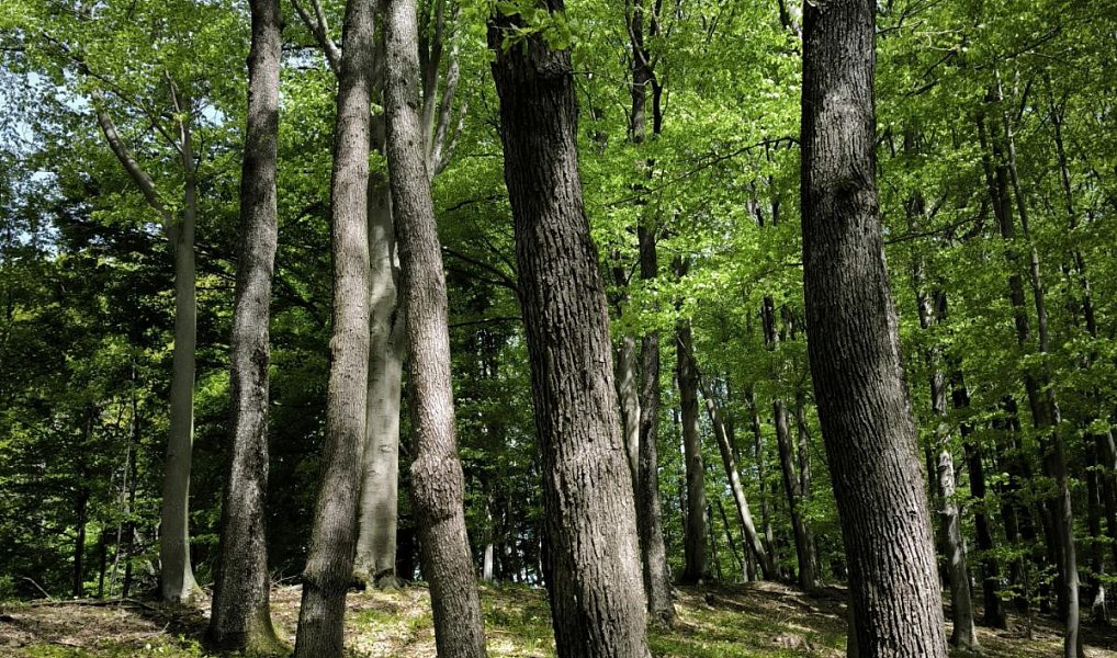 Prodej lesa 3 236 m², Lhotsko – náhled fotky 3