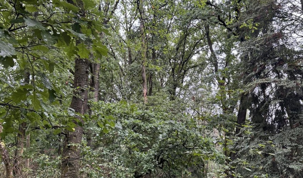 Prodej lesa 7 152 m², Lažany – náhled fotky 2