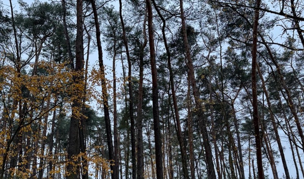 Prodej lesa 7 349 m², Třebestovice – náhled fotky 10