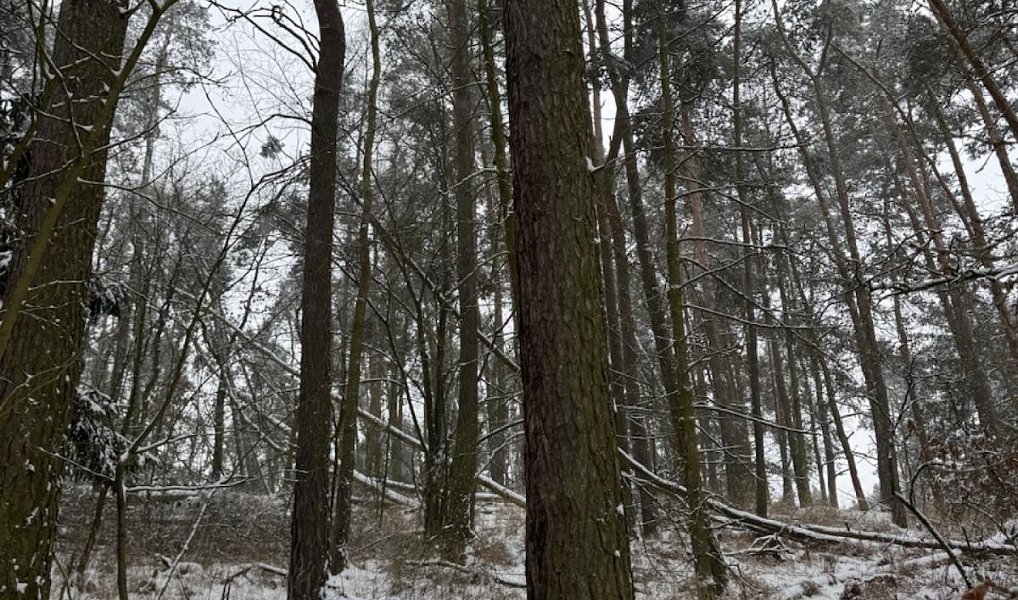 Prodej lesa 2 590 m², Nýřany – náhled fotky 6